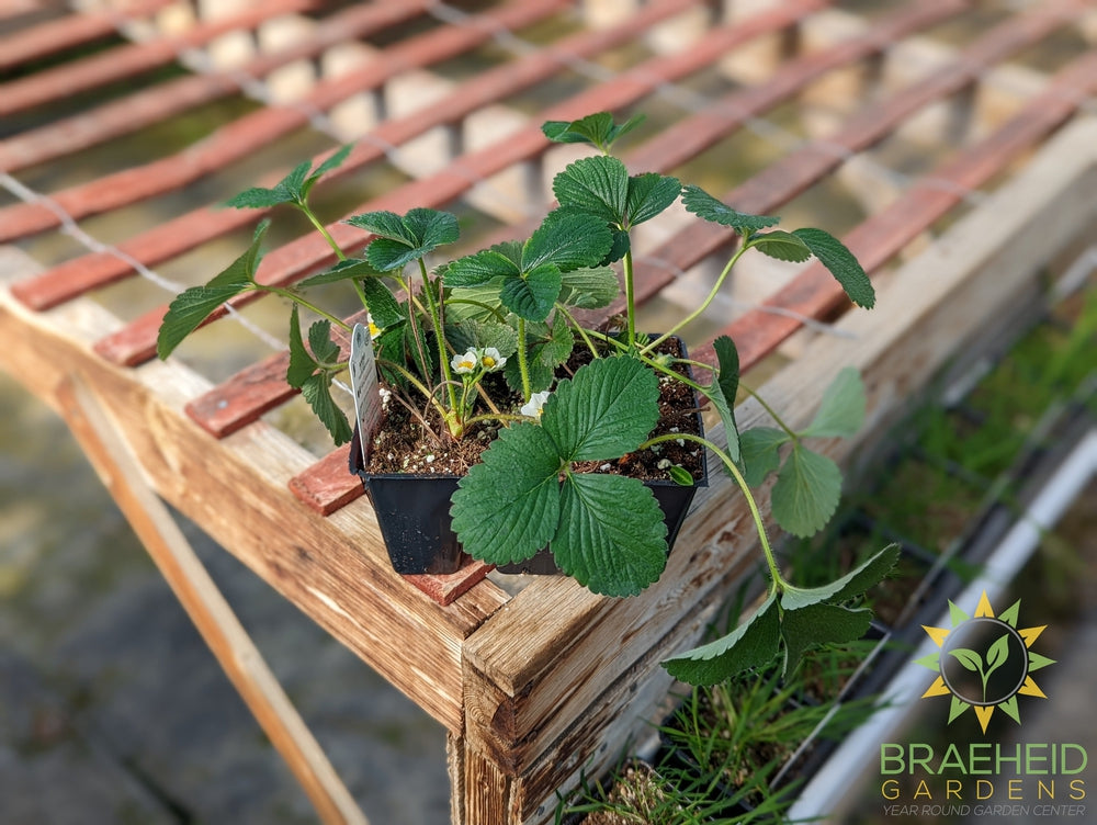 Everbearing Strawberry