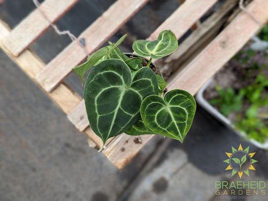 Anthurium Clarinervium