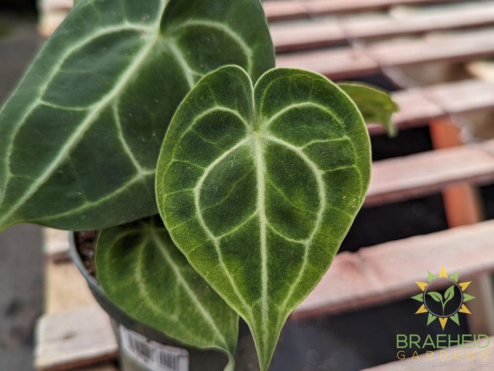 Anthurium Clarinervium