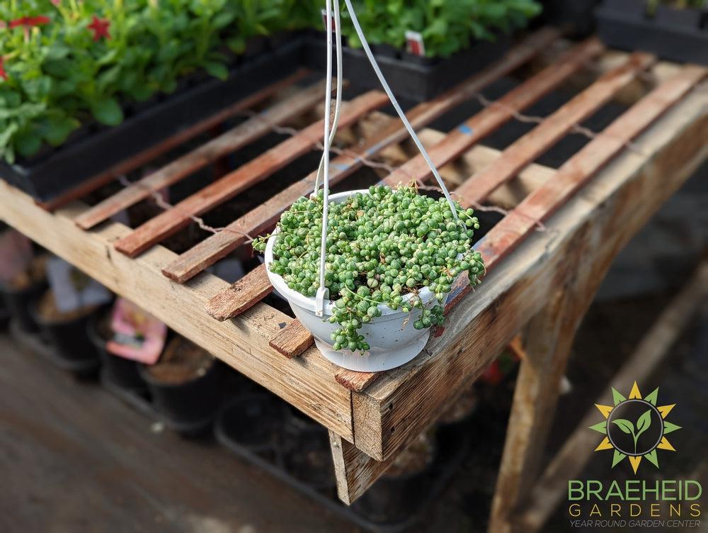 Large Variegated String of Pearl Hanging Basket