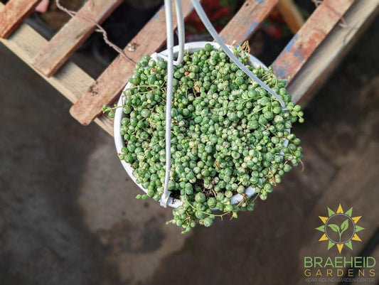 Large Variegated String of Pearl Hanging Basket