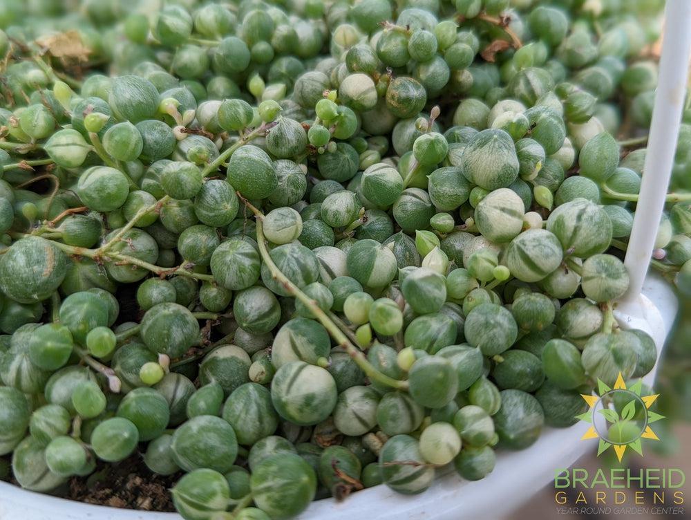 Large Variegated String of Pearl Hanging Basket