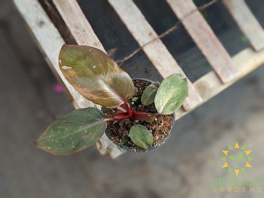 Philodendron Erubescens - Pink Princess