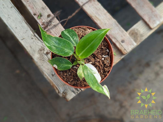 Philodendron - White Princess