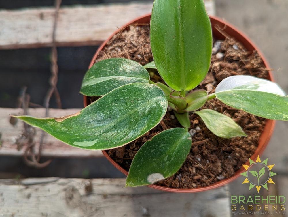 Philodendron - White Princess