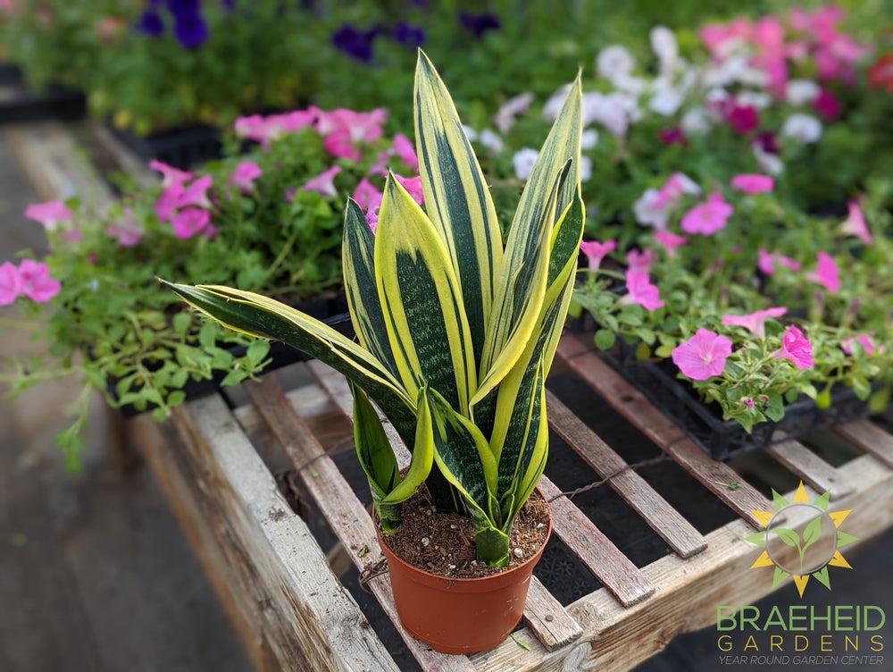 Sansevieria Golden Flame