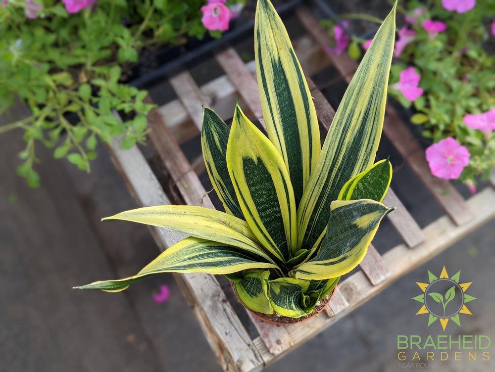 Sansevieria Golden Flame