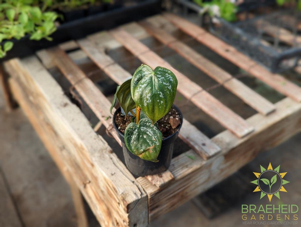 Philodendron Brandtianum - Silver-Leaf