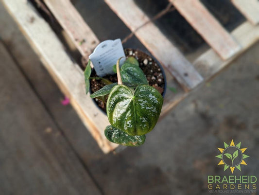 Philodendron Brandtianum - Silver-Leaf