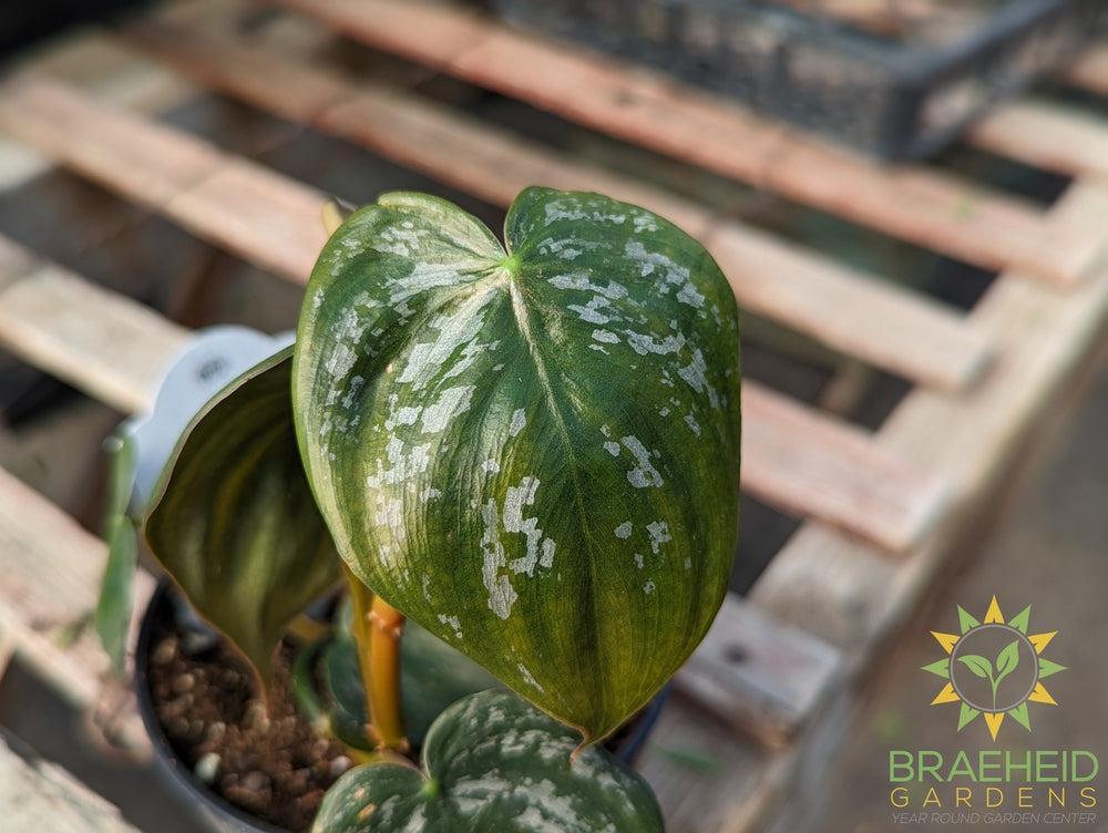 Philodendron Brandtianum - Silver-Leaf