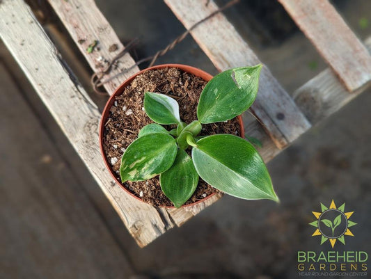 Philodendron - White Wizard