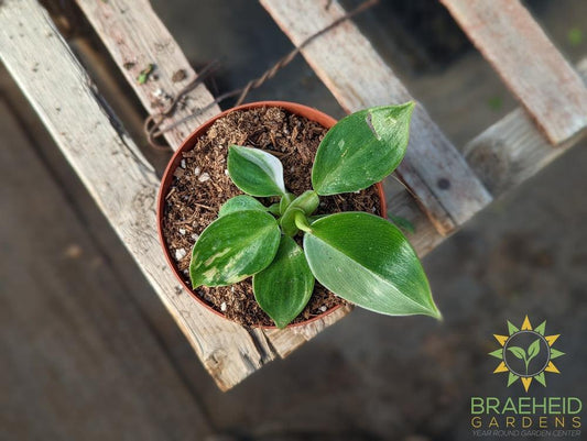 Philodendron - White Wizard