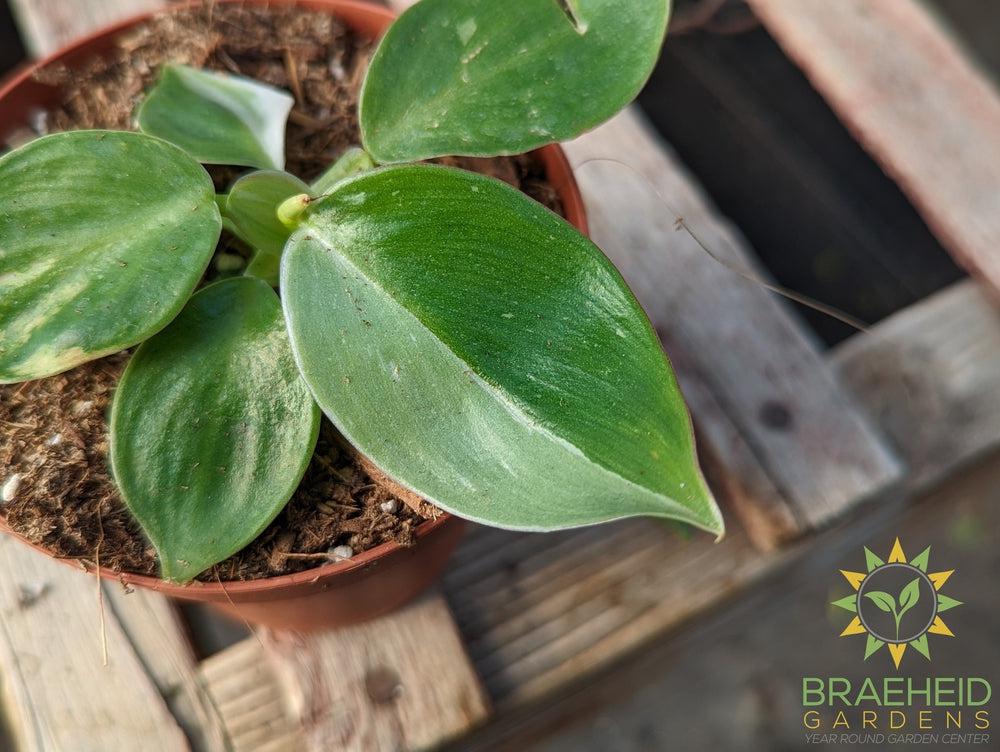 Philodendron - White Wizard