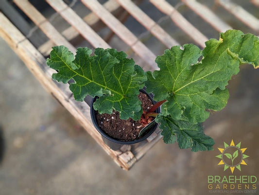 Rhubarb 'Valentine' - NO SHIP -
