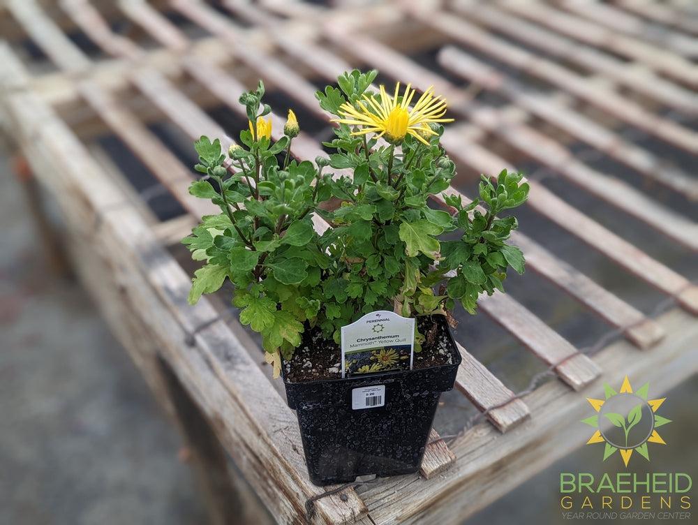 Chrysanthemum 'Mammoth Yellow Quill' - NO SHIP -
