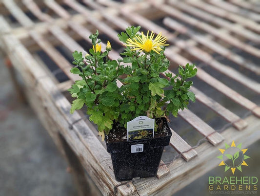 Chrysanthemum 'Mammoth Yellow Quill' - NO SHIP -
