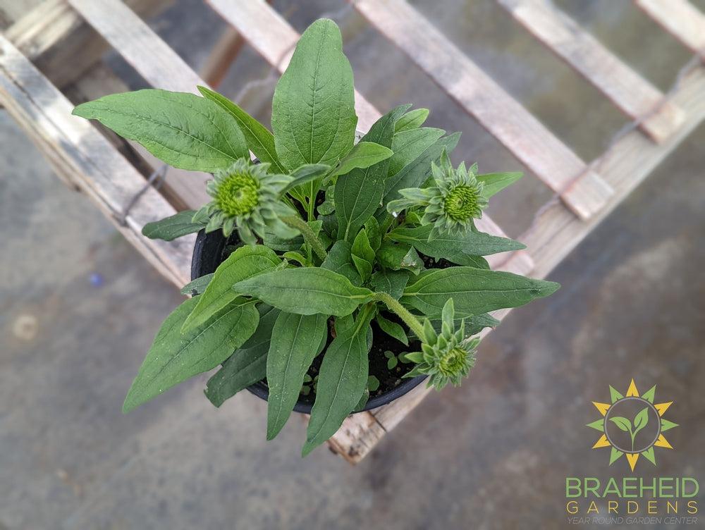 Echinacea 'Prima Saffron' - NO SHIP -