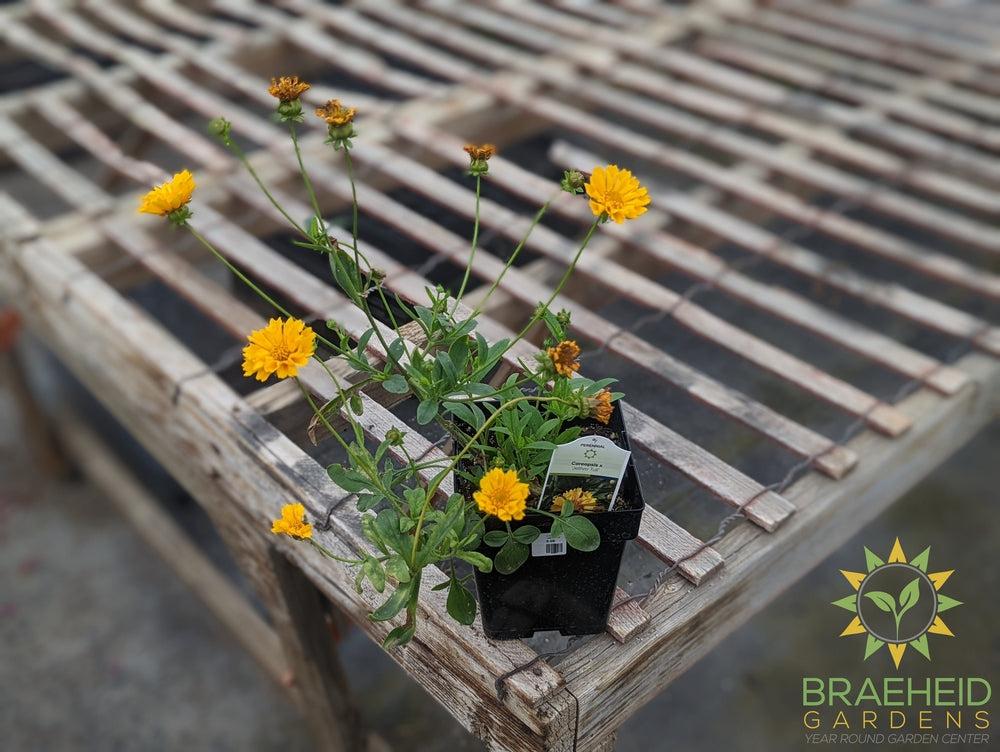 Coreopsis 'Jethro Tull' -NO SHIP-