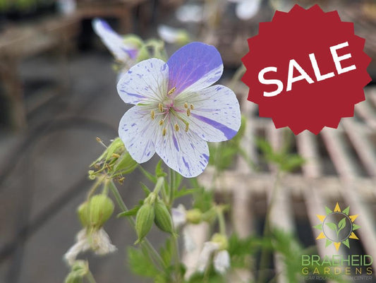 Geranium Cranesbill 'Delft Blue' -NO SHIP-
