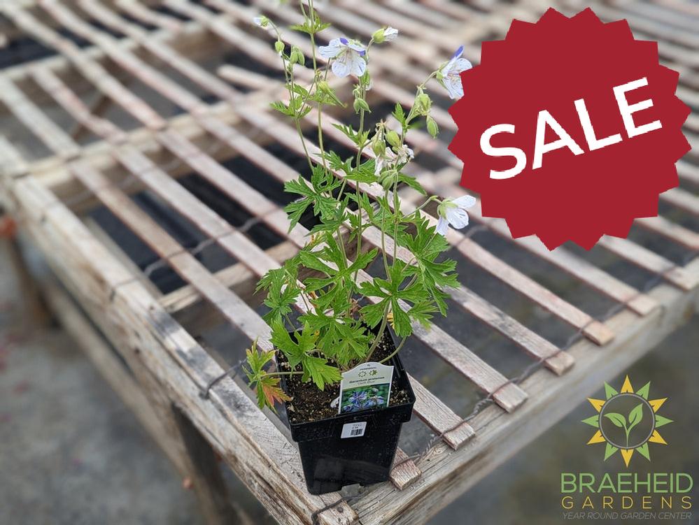 Geranium Cranesbill 'Delft Blue' -NO SHIP-