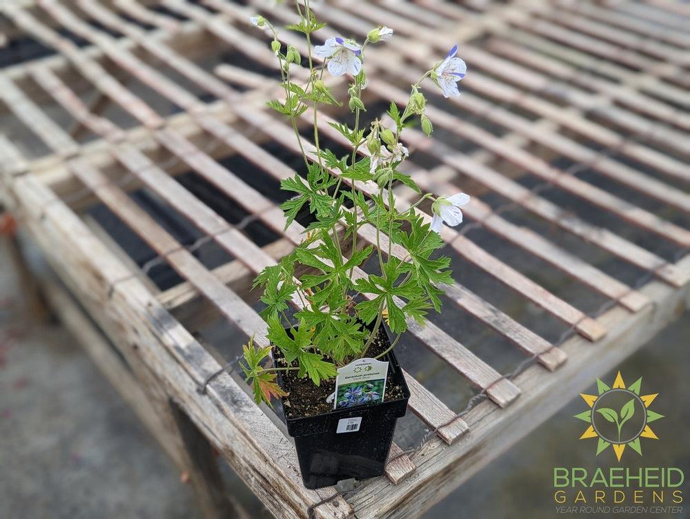 Geranium Cranesbill 'Delft Blue' -NO SHIP-
