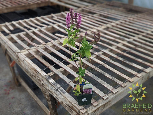 Salvia Sensation 'Deep Rose' - NO SHIP -