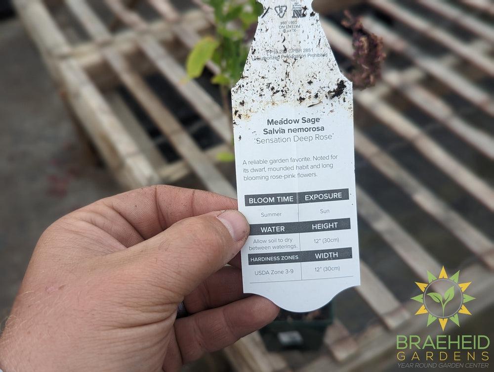 Salvia Sensation 'Deep Rose' - NO SHIP -