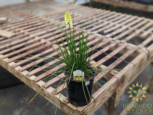 Kniphofia POCO 'Citron' - NO SHIP -