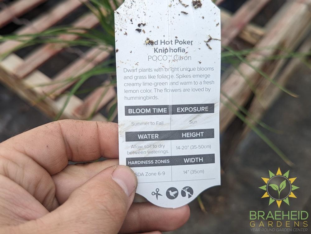 Kniphofia POCO 'Citron' - NO SHIP -