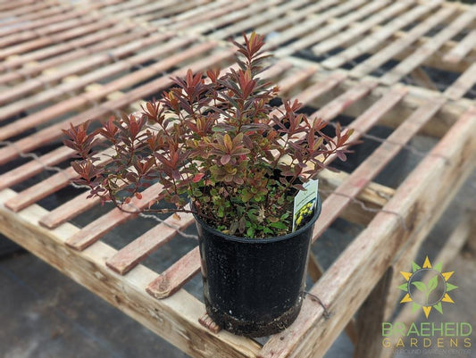 Euphorbia 'Bonfire' - NO SHIP -