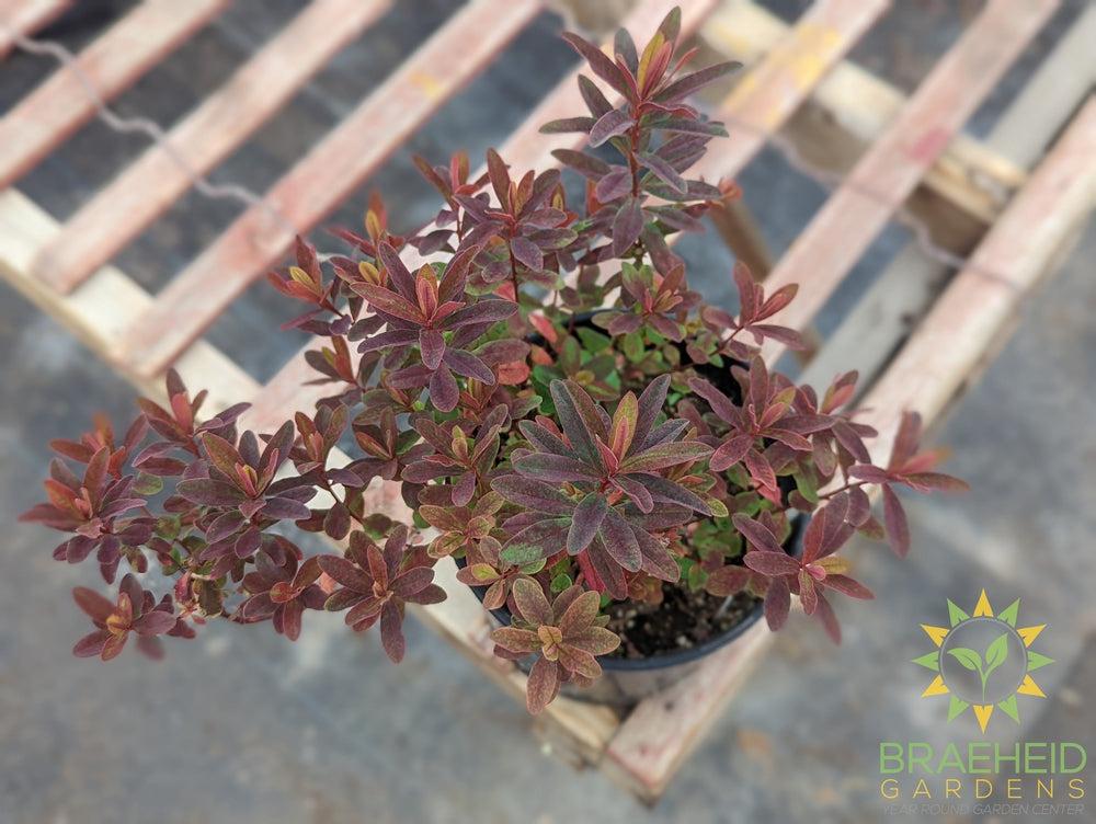 Euphorbia 'Bonfire' - NO SHIP -