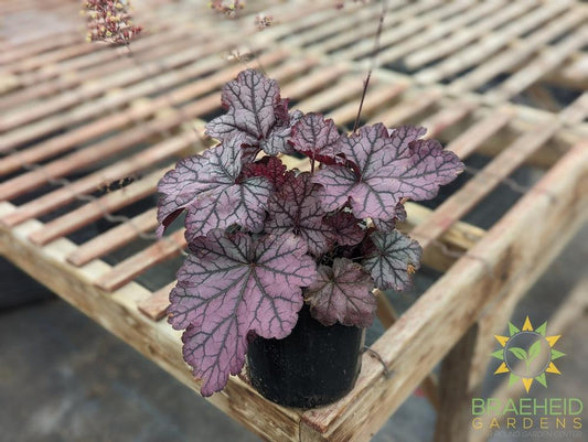 Heuchera 'Spellbound' - NO SHIP -