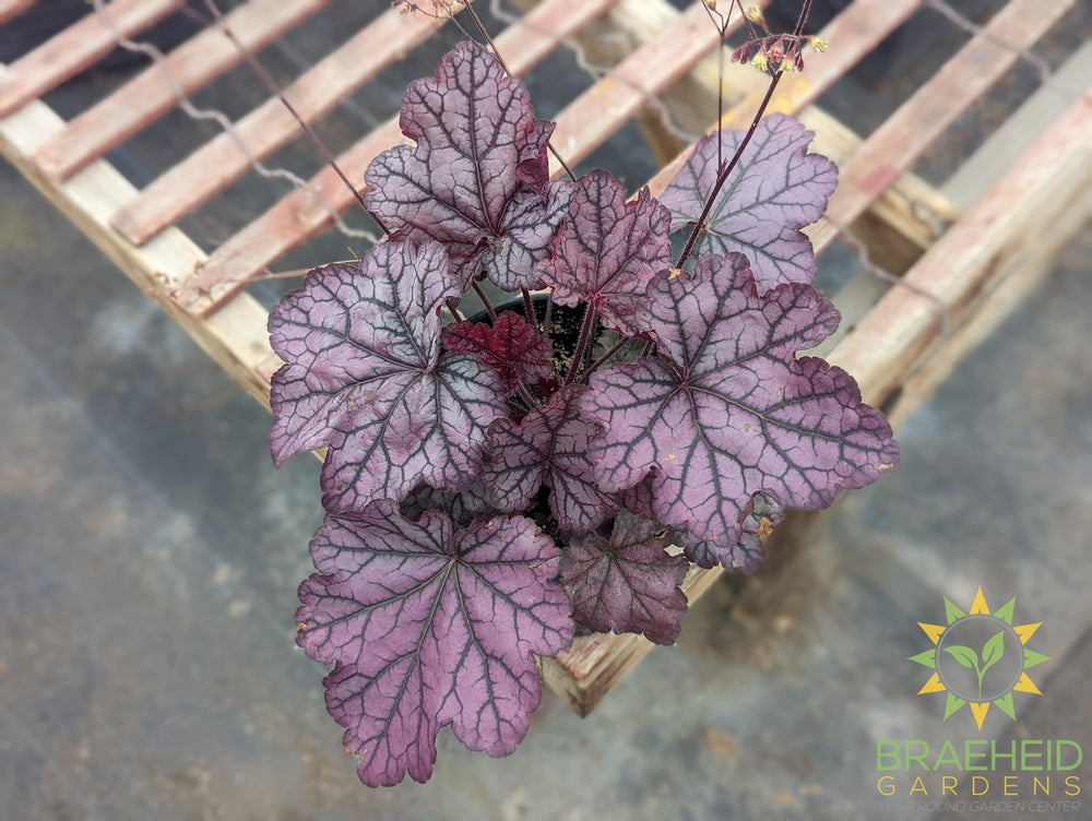 Heuchera 'Spellbound' - NO SHIP -
