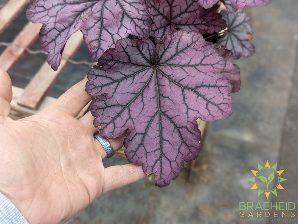Heuchera 'Spellbound' - NO SHIP -