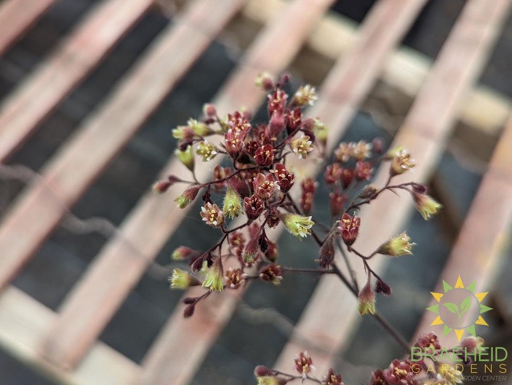 Heuchera 'Spellbound' - NO SHIP -