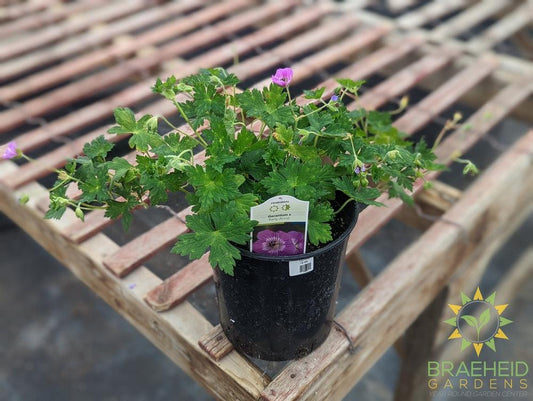 Geranium 'Kelly-Anne' - NO SHIP -