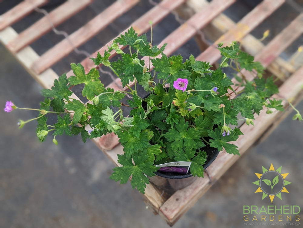 Geranium 'Kelly-Anne' - NO SHIP -