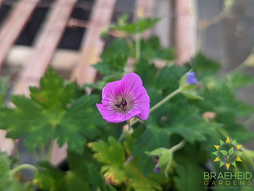 Geranium 'Kelly-Anne' - NO SHIP -