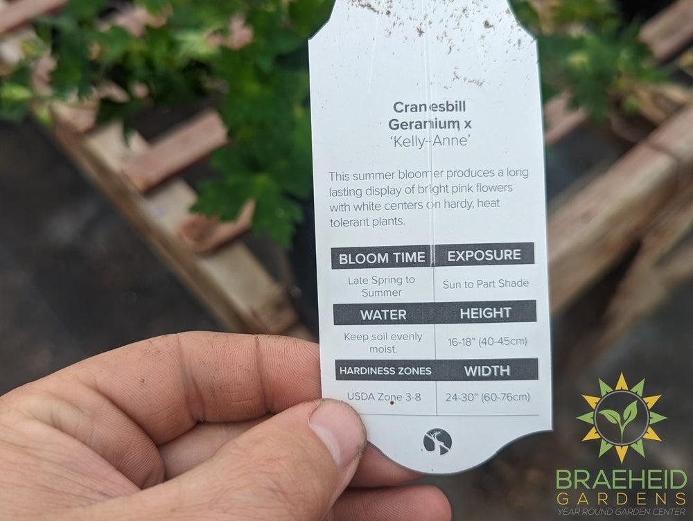Geranium 'Kelly-Anne' - NO SHIP -
