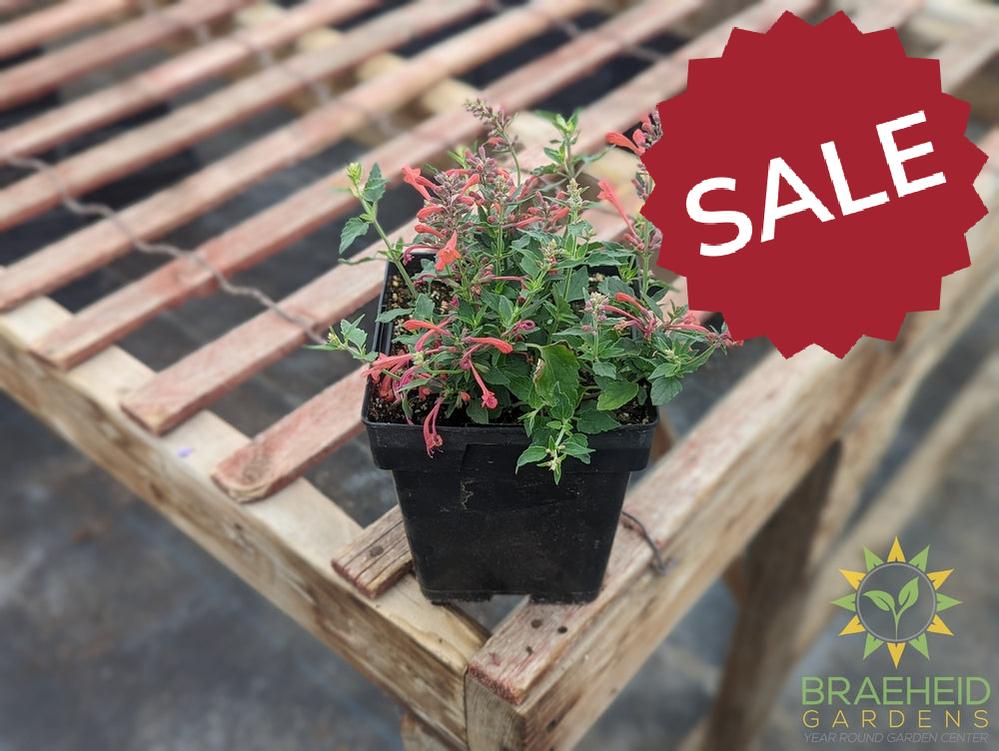 Agastache 'Kudos™ Coral' - NO SHIP -