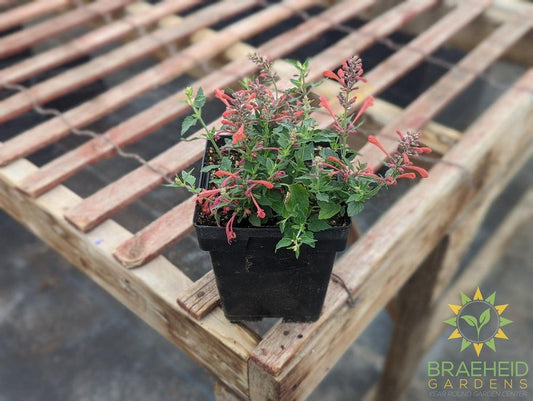 Agastache 'Kudos™ Coral' - NO SHIP -