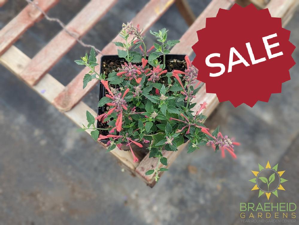 Agastache 'Kudos™ Coral' - NO SHIP -