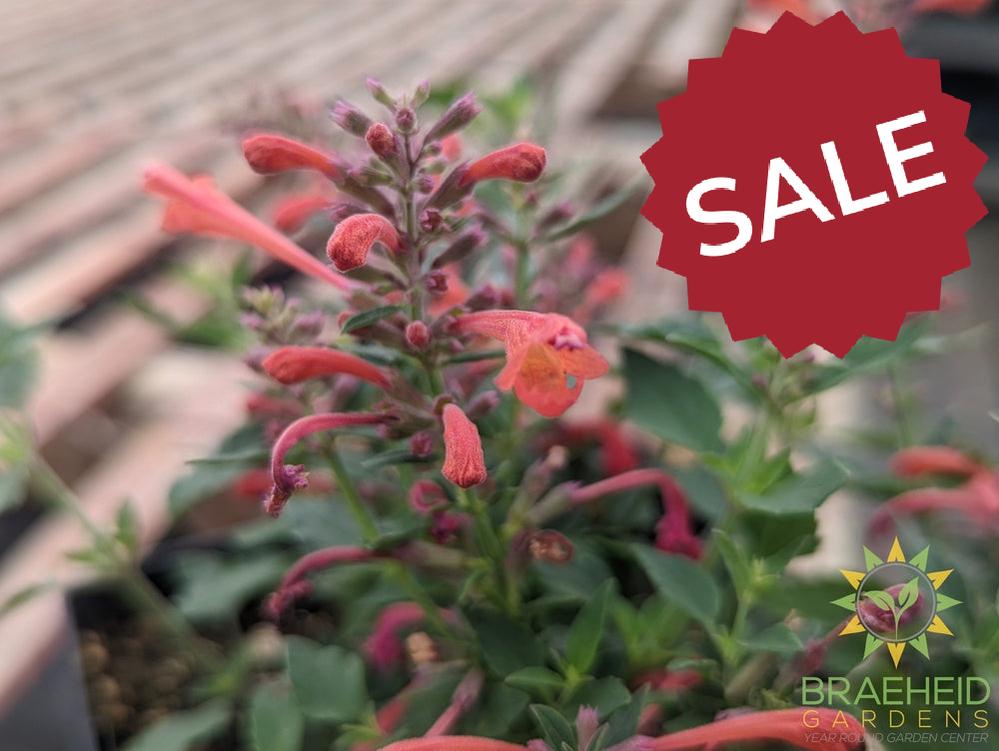 Agastache 'Kudos™ Coral' - NO SHIP -