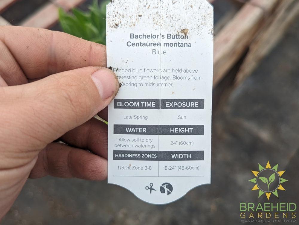 Bachelor's Button Montana Blue - NO SHIP -