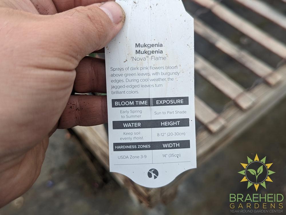 Nova Flame Mukgenia