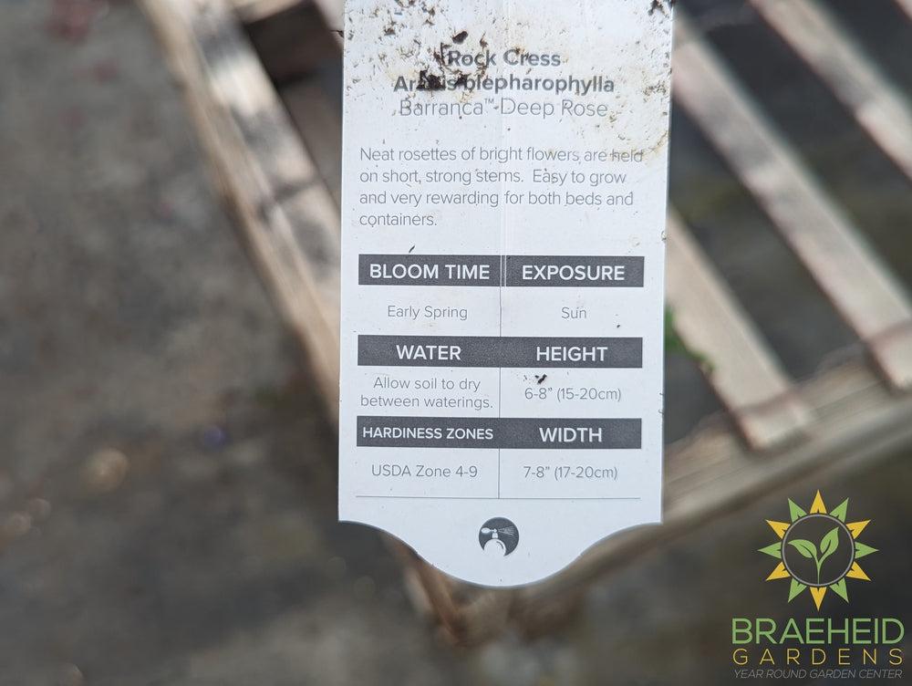 Rock Cress 'Barranca™ Deep Rose' - NO SHIP -