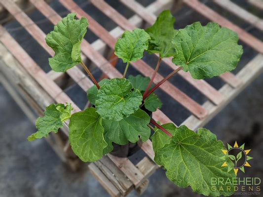 Strawberry Red Rhubarb - NO SHIP -