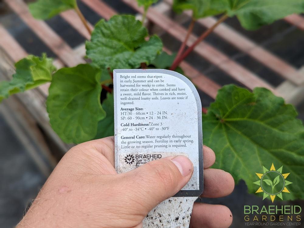 Strawberry Red Rhubarb - NO SHIP -