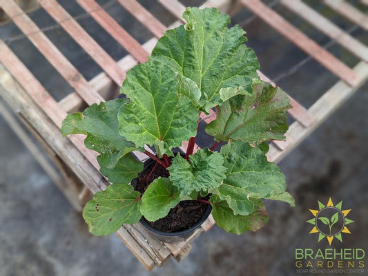 Rhubarb 'Canada Red' - NO SHIP -