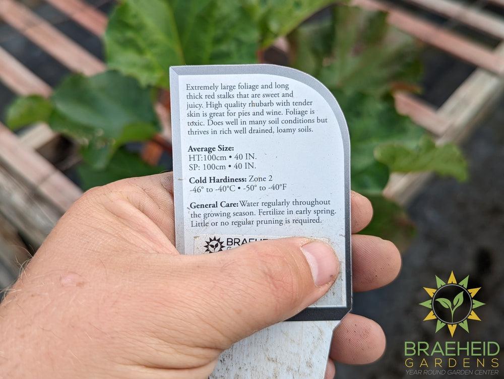Rhubarb 'Canada Red' - NO SHIP -
